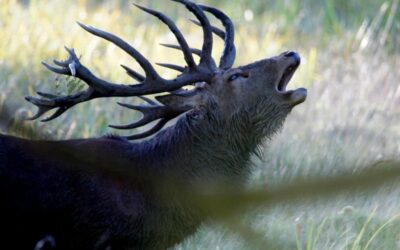 La Berrea del Ciervo: cómo y dónde disfrutar de este espectáculo único