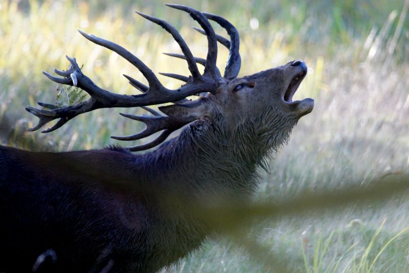 La Berrea del Ciervo: cómo y dónde disfrutar de este espectáculo único