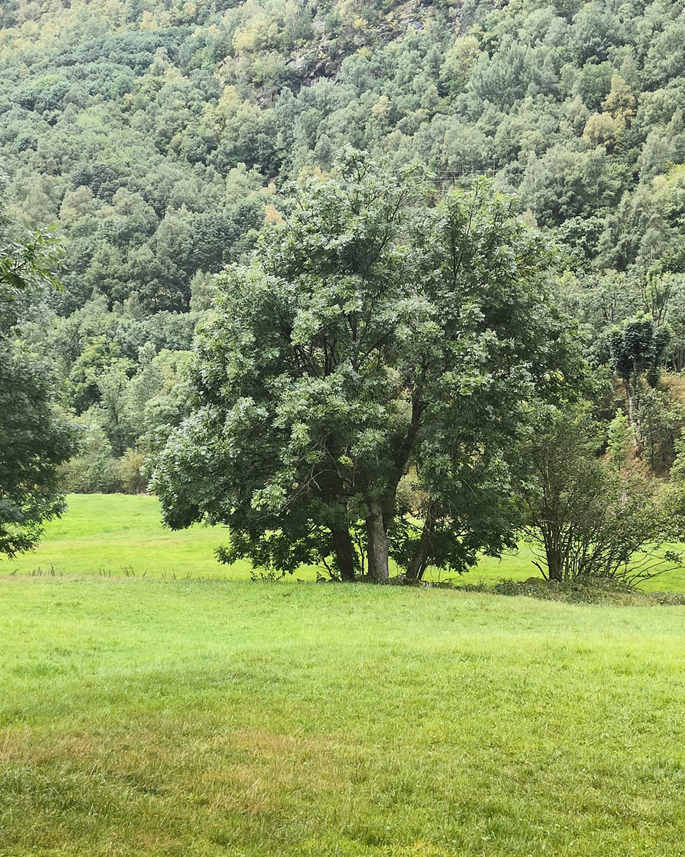 img-2 Parc Natural Alt Pirineu